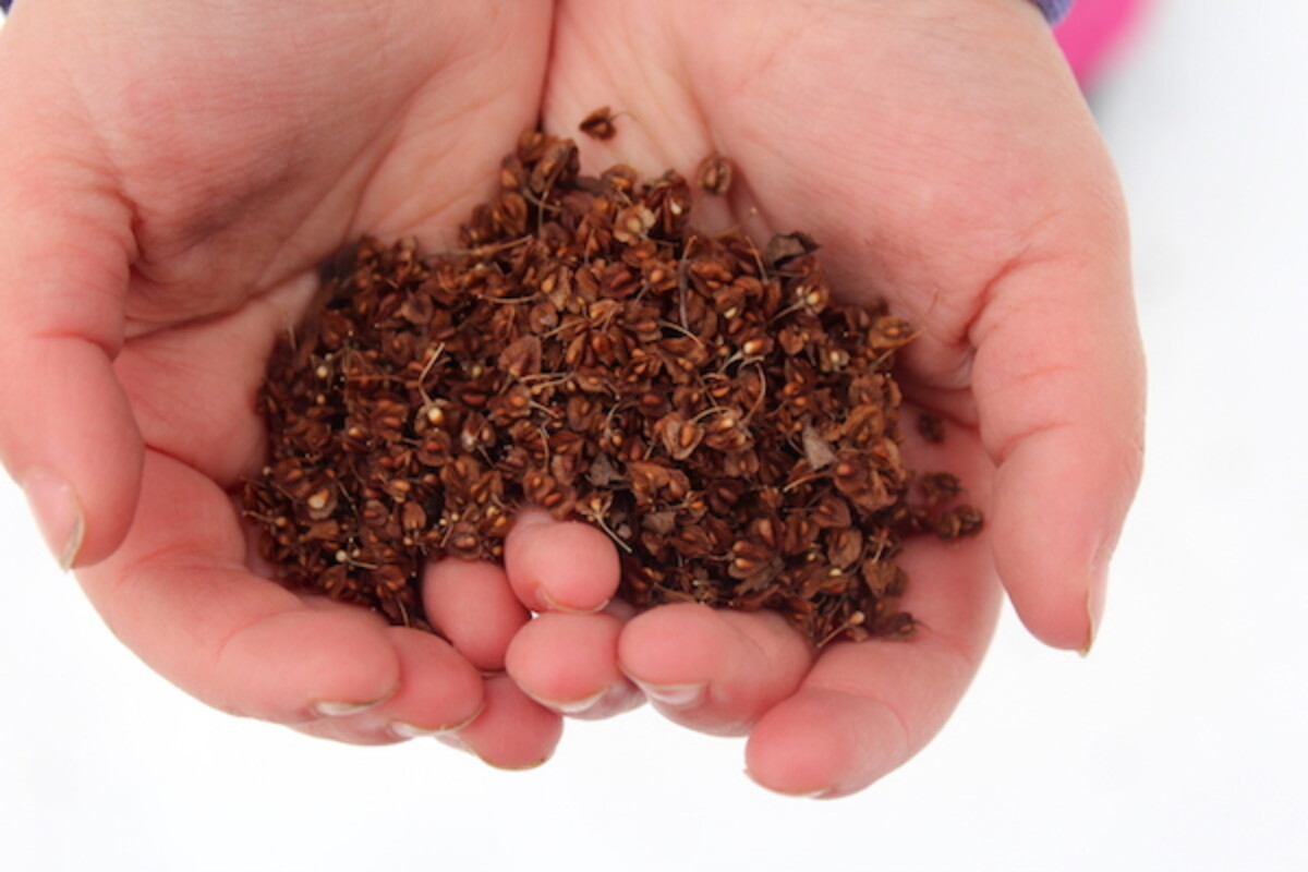 Foraged Yellow Dock Seed for Wild Foraged Flour