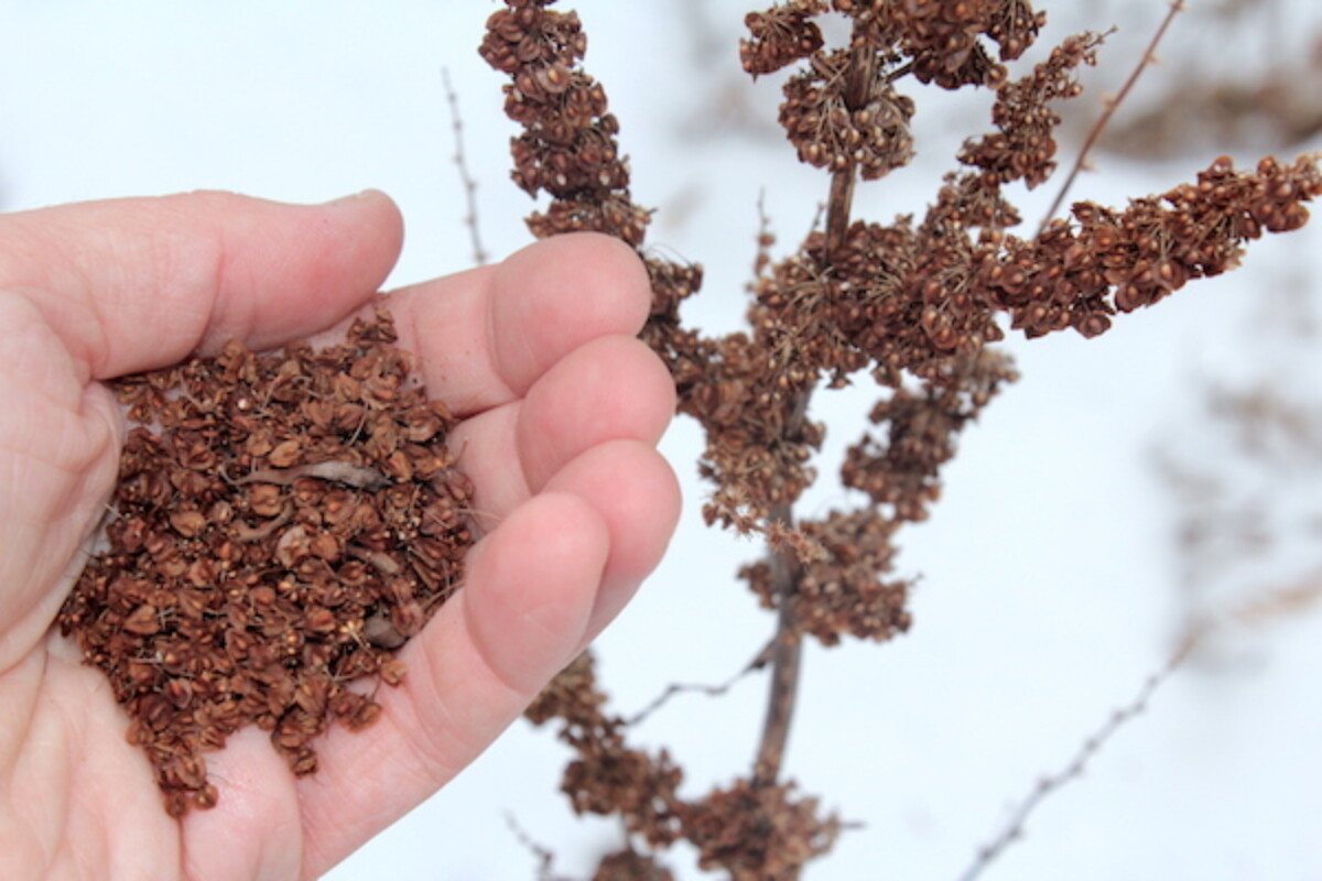 Foraging Dock Seed in Winter