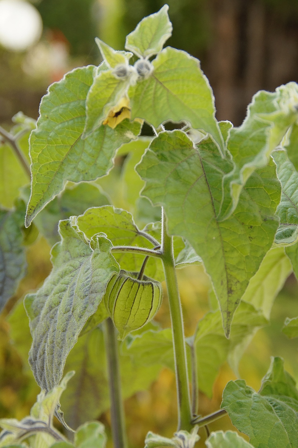 ground cherry plant