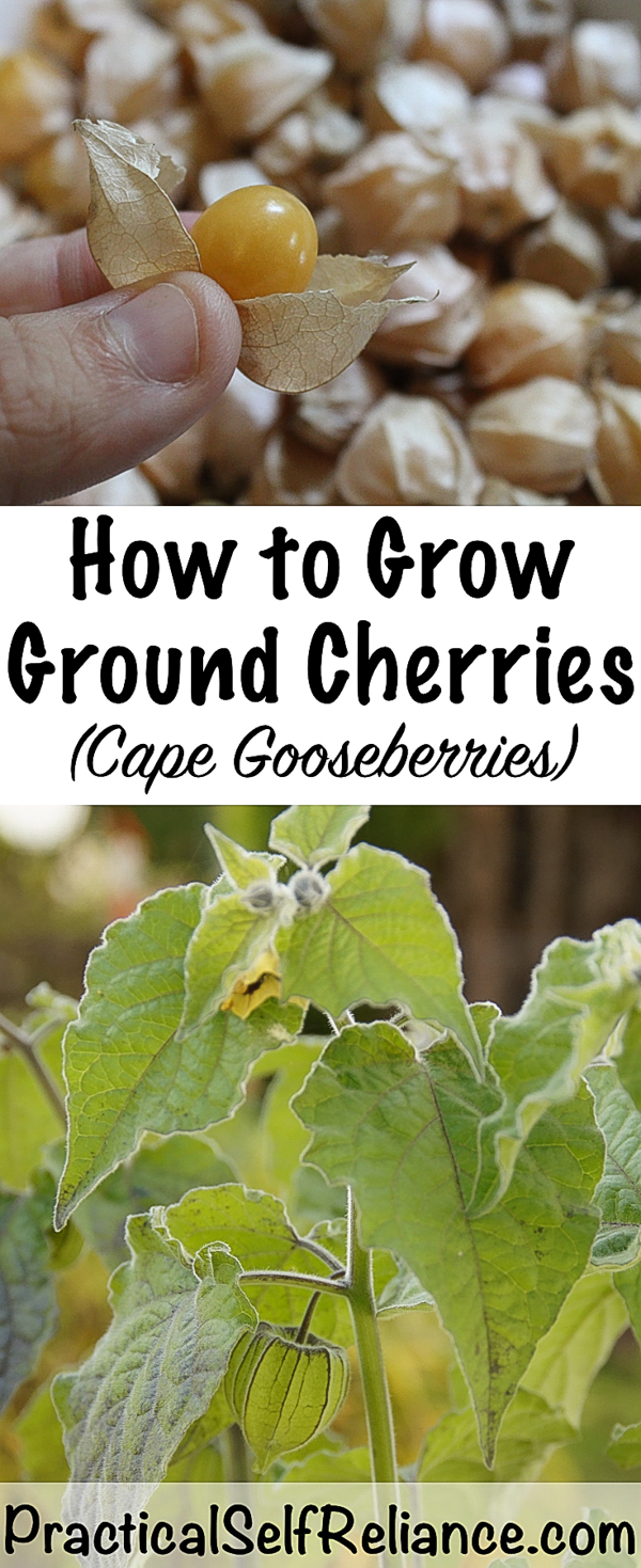 How to Grow Ground Cherries ~ Cape Gooseberries ~ Husk Cherries ~ Physalis sp. #groundcherries #groundcherry #gardening #organicgardening #foodgardening #howtogrow #vegetablegardening #gardeningtips #homesteading #homestead #selfreliant