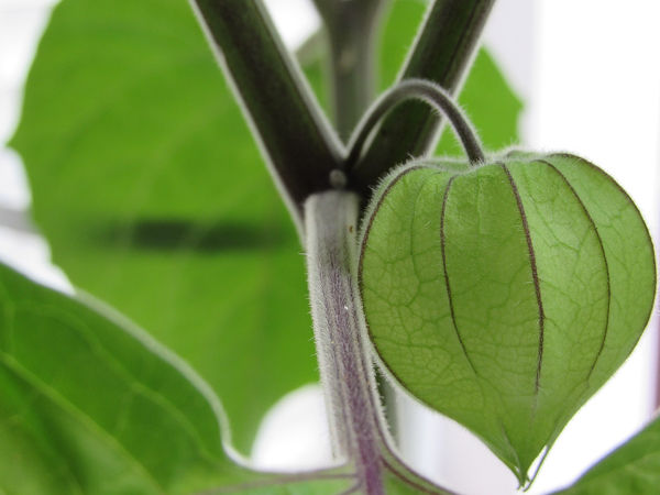 Unripe ground cherry fruit