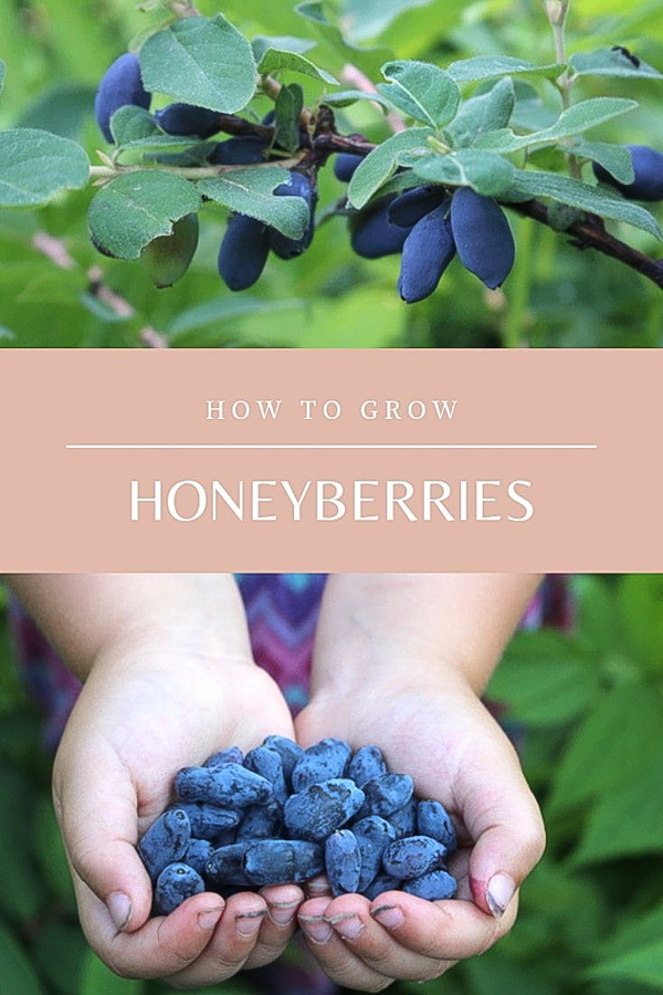 How to Grow Honeyberries (Haskap Berries) ~ Hardy to zone 2 and tolerant of poor soils, honeyberries are a great choice northern gardeners. They're the earliest ripening fruit, ready 3 weeks before the first strawberries. If you're looking for an easy to grow berry with minimal maintenance, then honeyberries have you covered. #honeyberry #haskap #permaculture #howtogrow #orchard #homesteading #growingfood #trees #gardening #perennial #selfsufficiency #gardeningtips