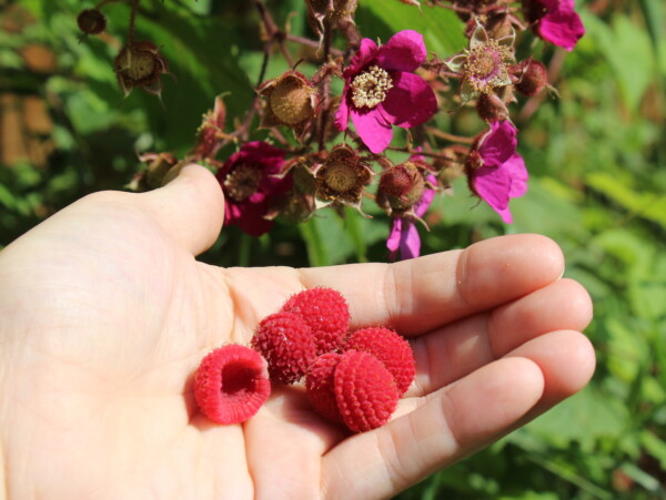 Thimbleberry Fruit and Thimbleberry Flowers