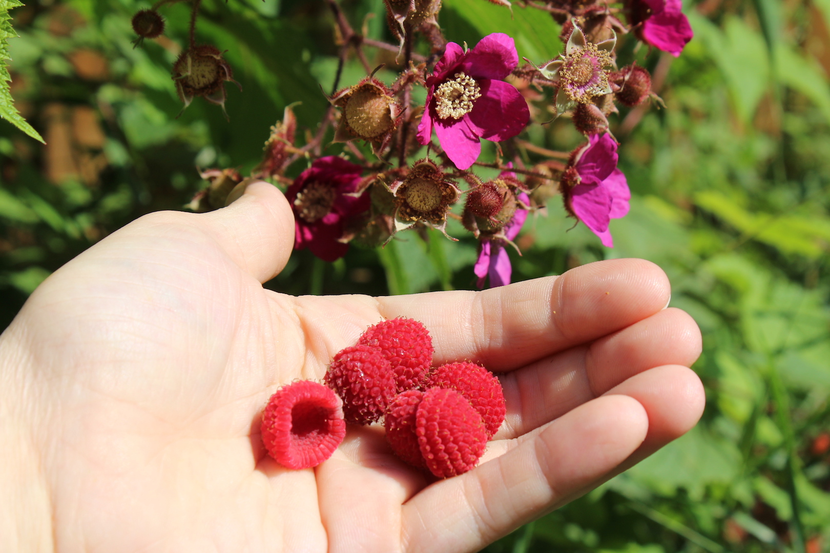 Thimbleberry Fruit and Thimbleberry Flowers