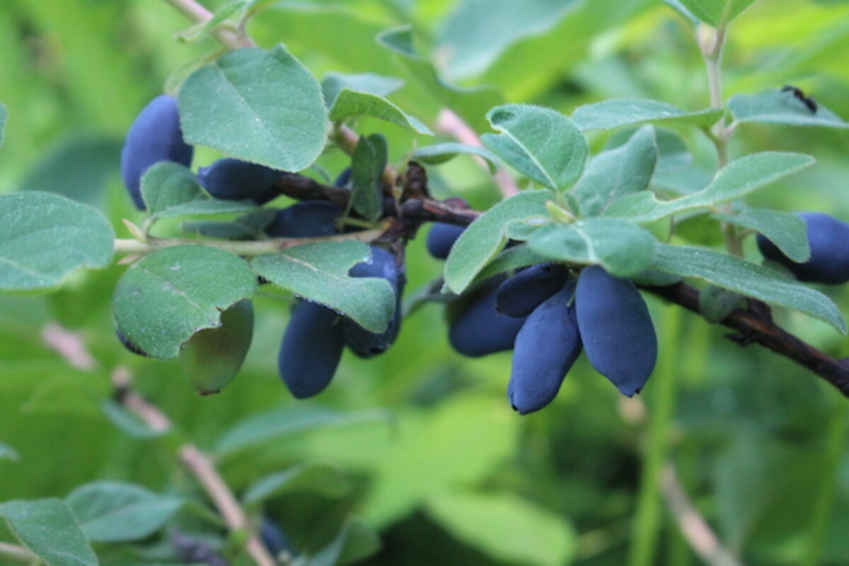 honeyberry fruit that have just ripened on the plant