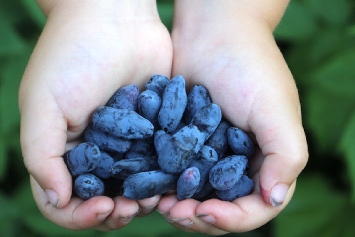 Child holding a handful of freshly harvested honeyberries (haskap berries)