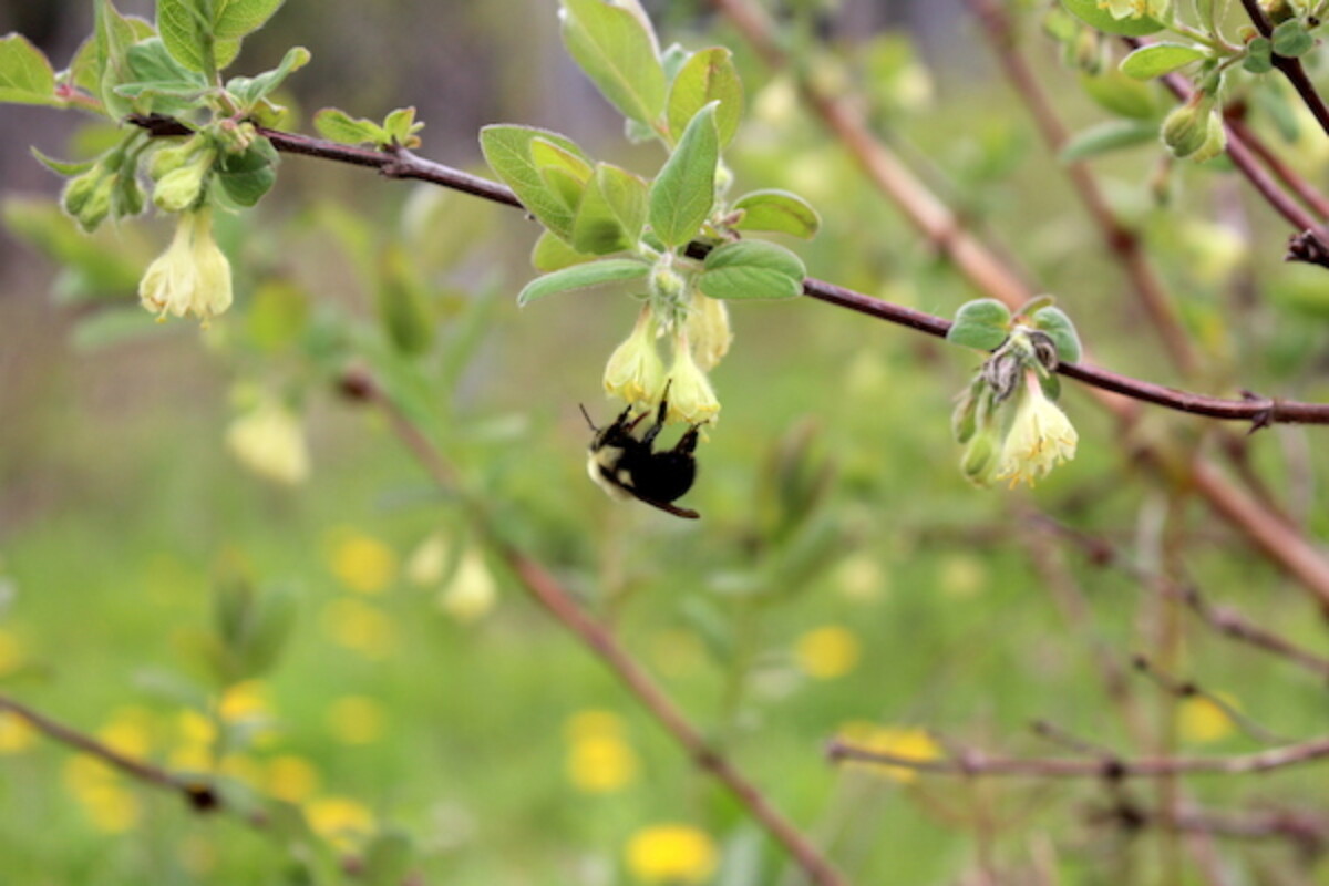 Native Bumble Bee Visiting honeyberry flowers in the early spring (haskap flowers)