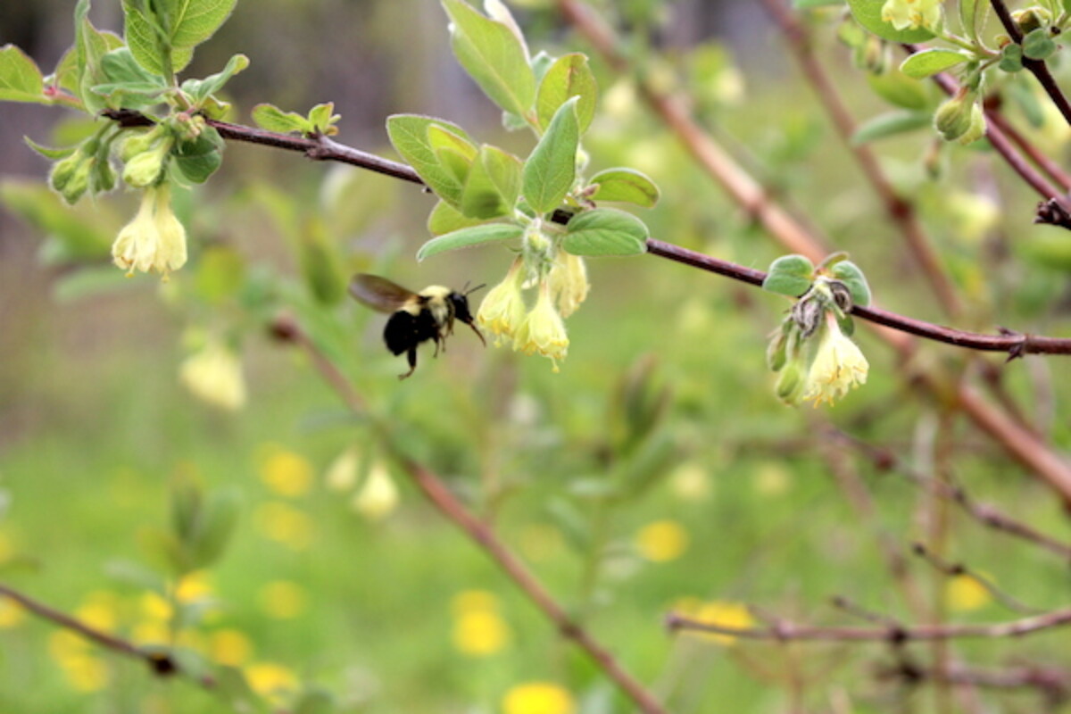 A bumble bee pollinator for honeyberries