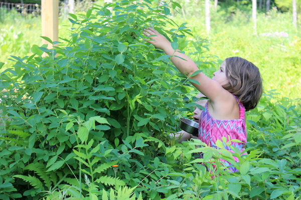 Children harvesting haskap berries (honeyberries)