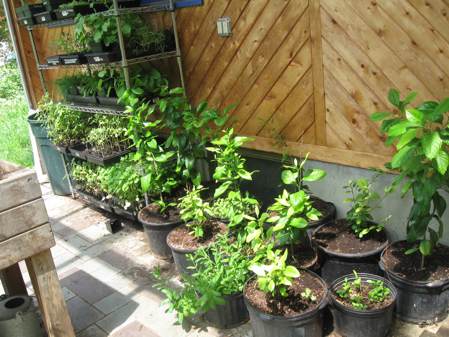 Attached greenhouse in may