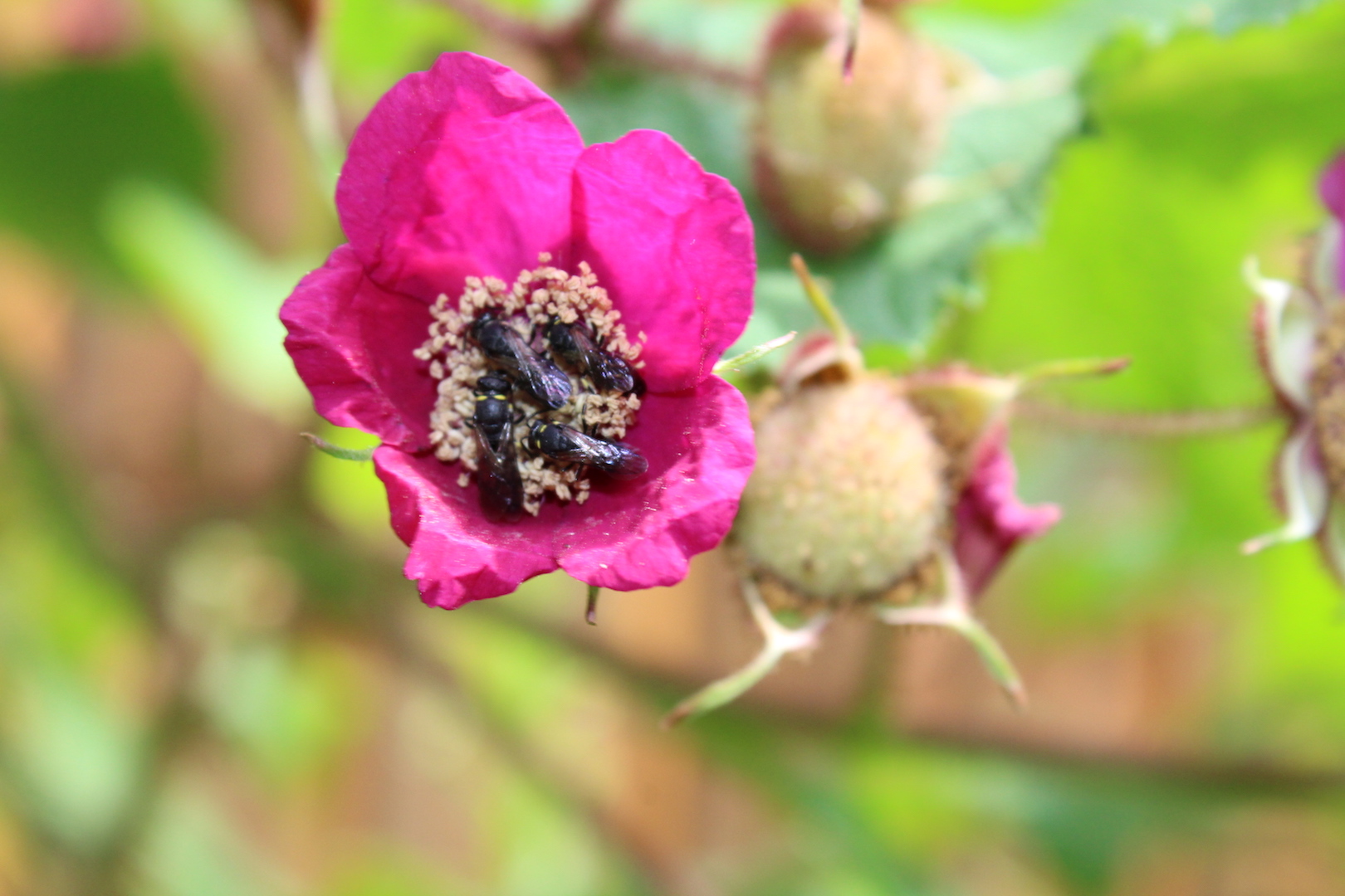 native bees in a thimbleberry flower