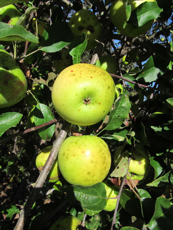 Newton Pippin Apples on our tree