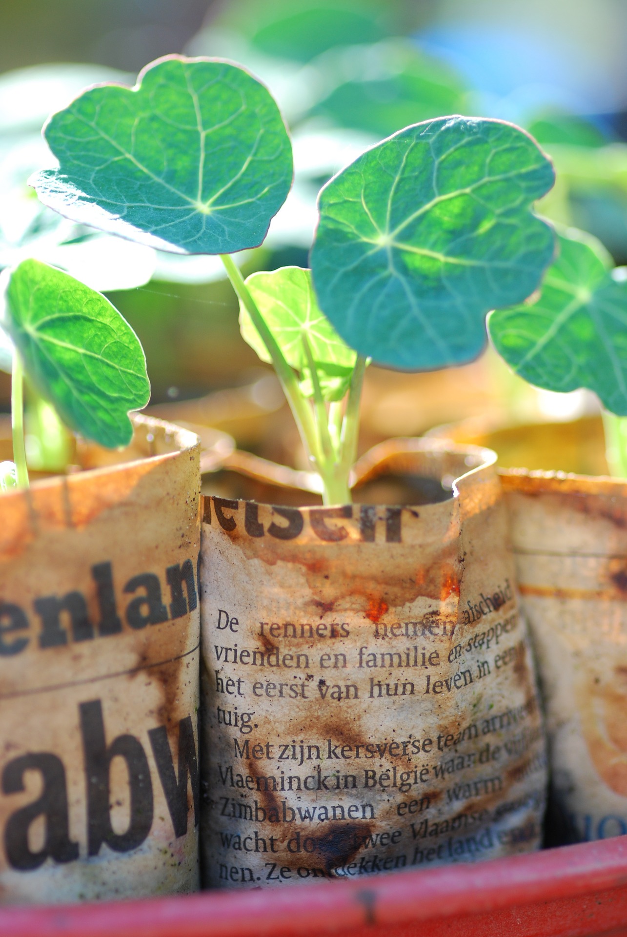 Newspaper Pots for Seed Starting