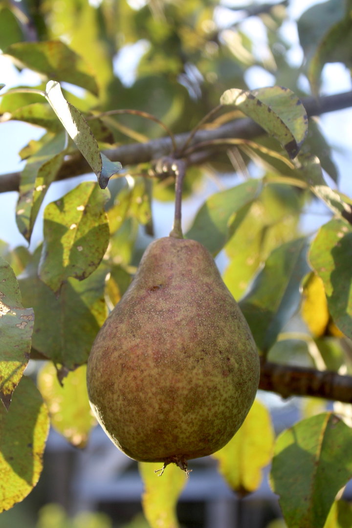 Cabot Pear