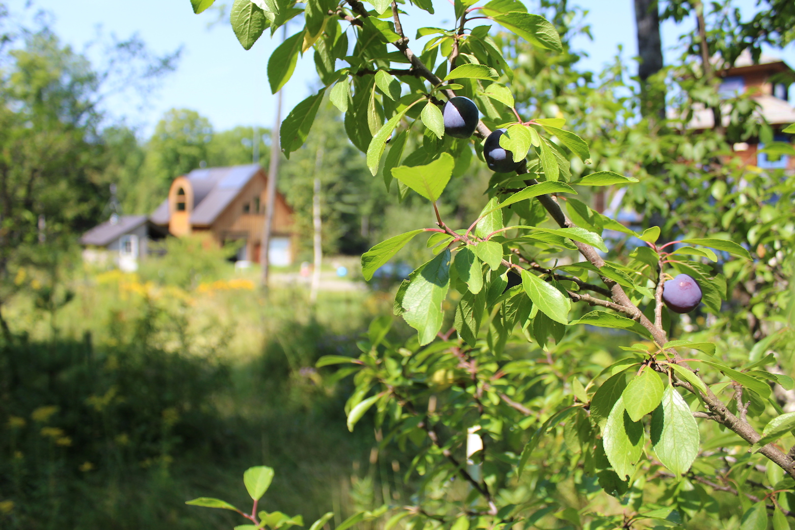 Plum Trees