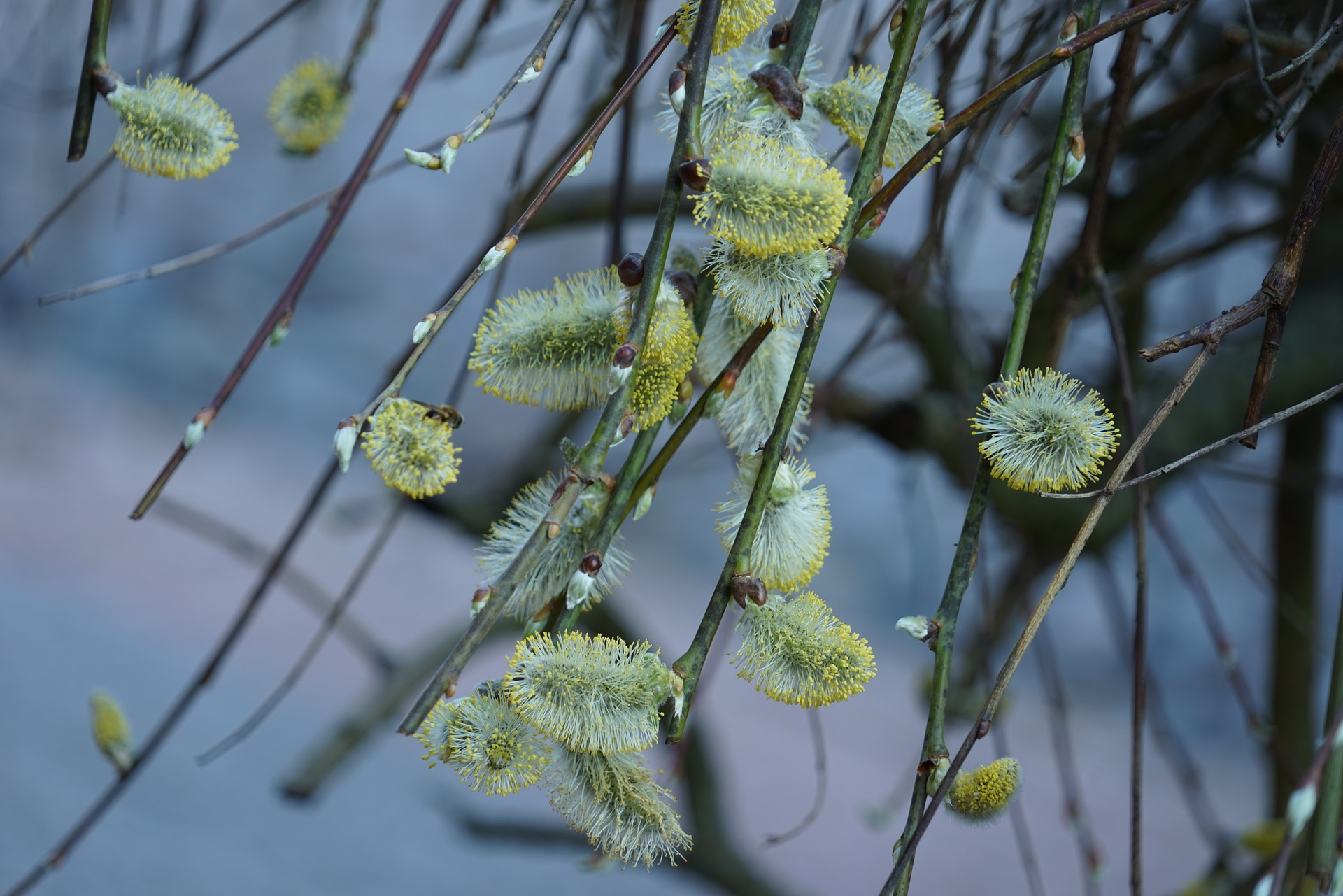 Edible Pussy Willow