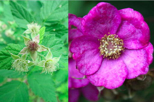 Raspberry Flower and Thimbleberry Flower