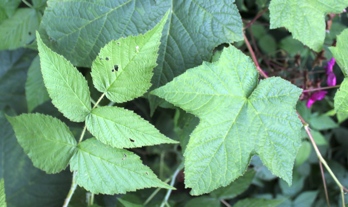 Raspberry leaf compared to thimbleberry leaf