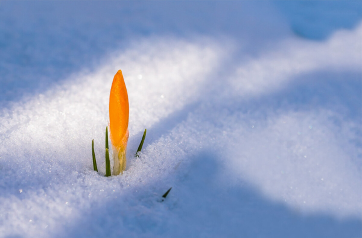 Early spring crocus popping up through the snow.