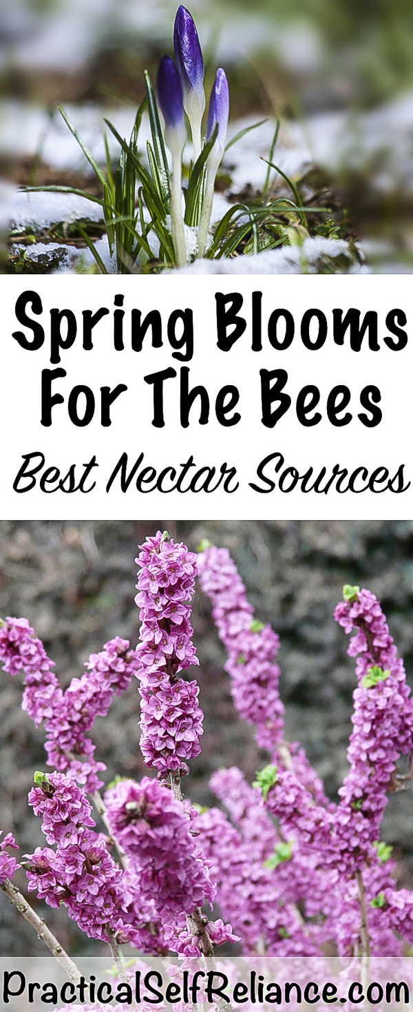 Early Spring Flowers For The Bees ~ Spring Nectar Sources — Practical ...