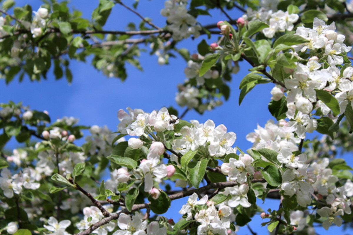 Apple Blossoms for Pollinators
