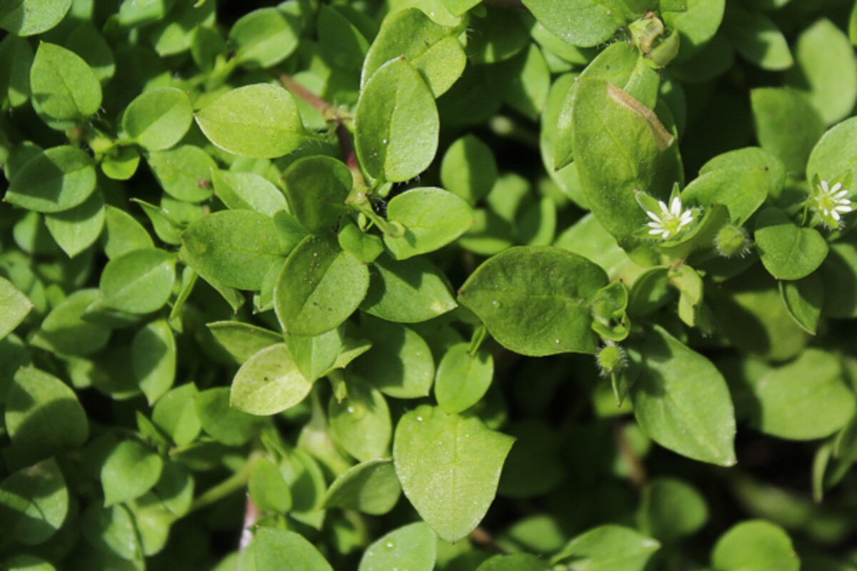 Chickweed Picture Closeup