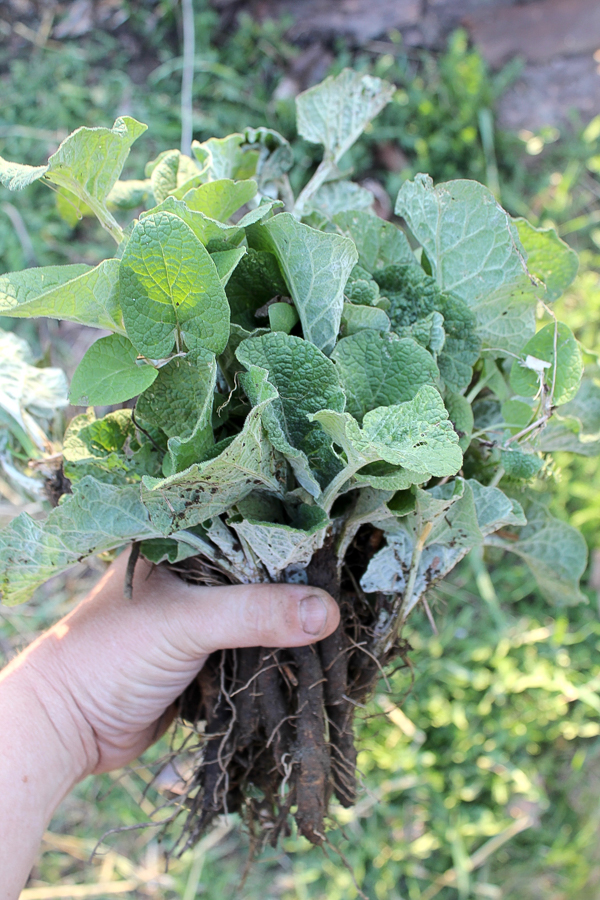 First Year Burdock Roots