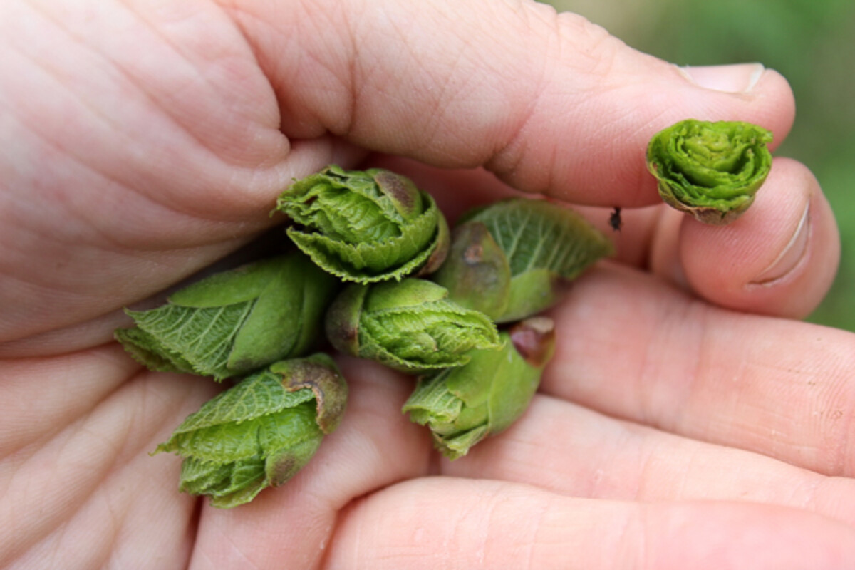 linden leaf buds