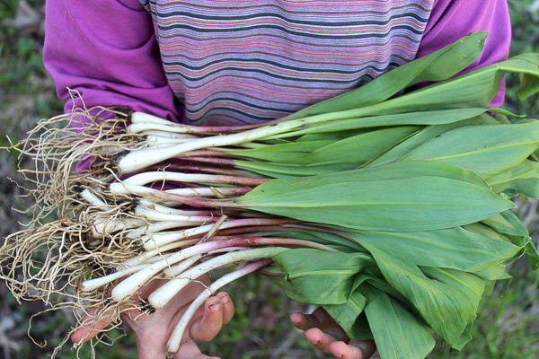 Ramps Wild Leeks