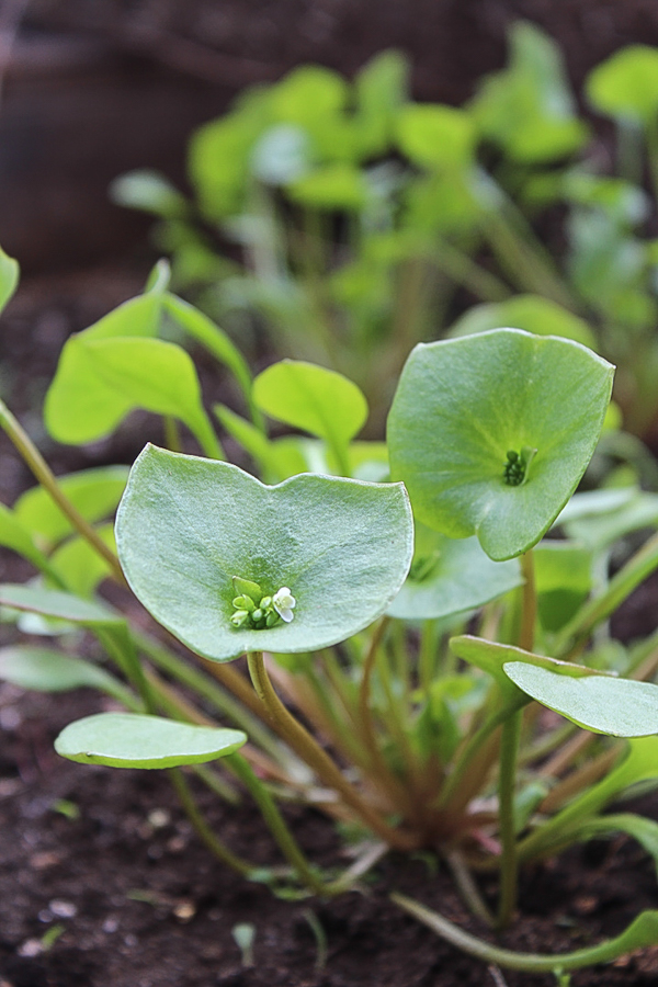 How to Grow Miner's Lettuce