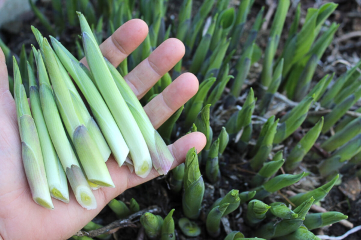 Harvesting Hosta Shoots in the early spring.