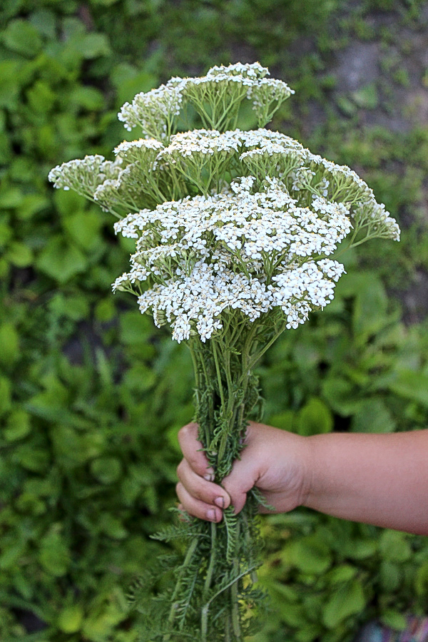Bouquet of Yarrow