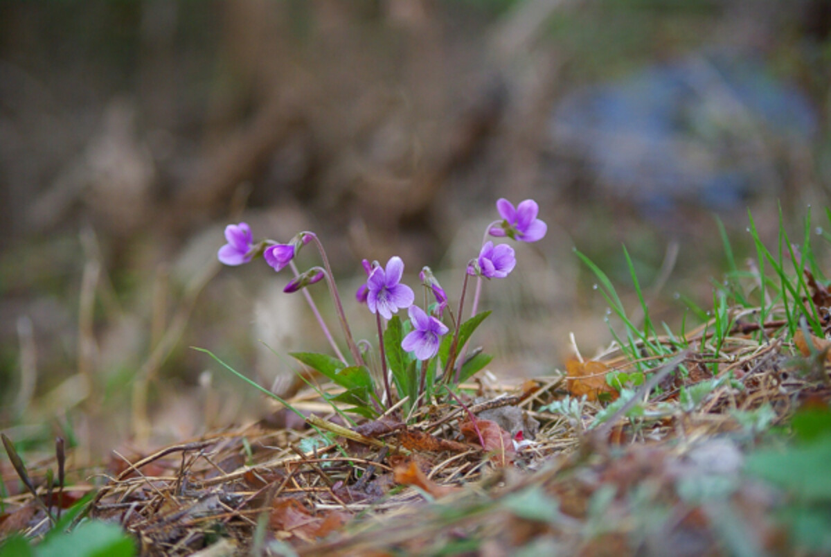 Edible Violet Flowers