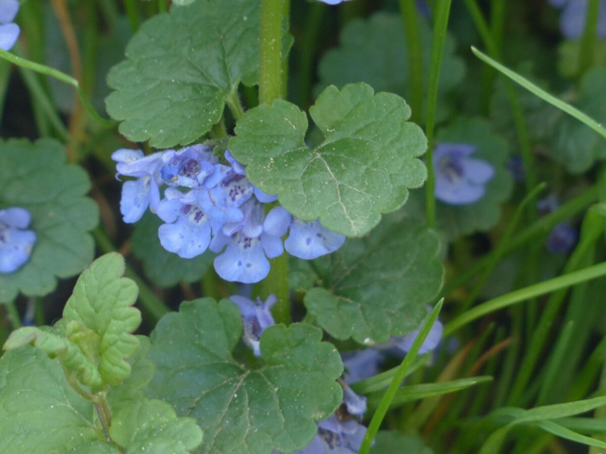 Ground Ivy Glechoma hederacea