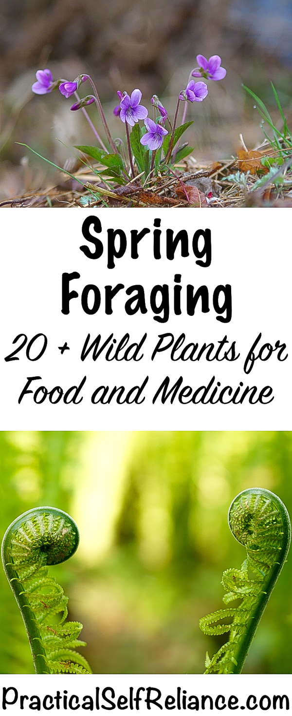 Spring Foraging ~ 20+ Wild Edibles to forage for food and medicine #foraging #wildfood #forage #selfsufficiency #wildcrafting