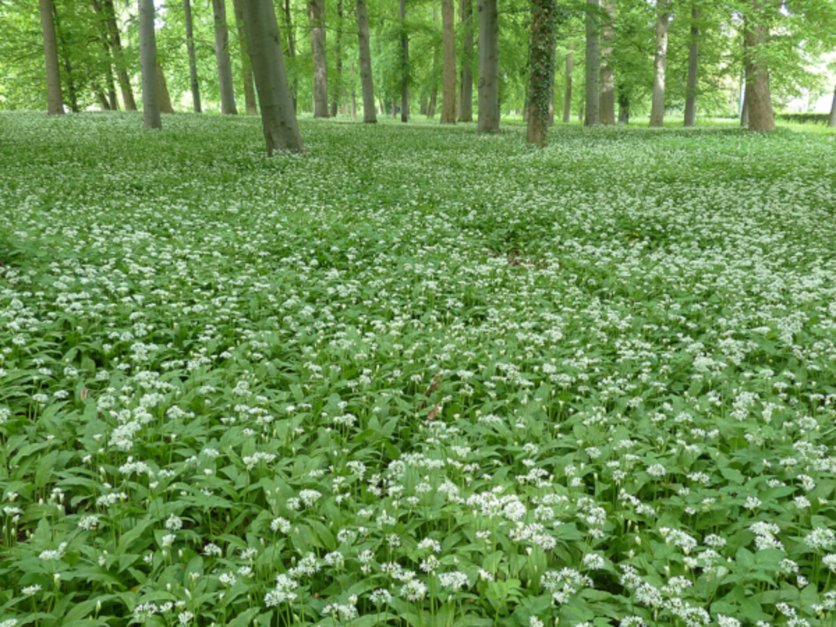 Bear garlic flowers