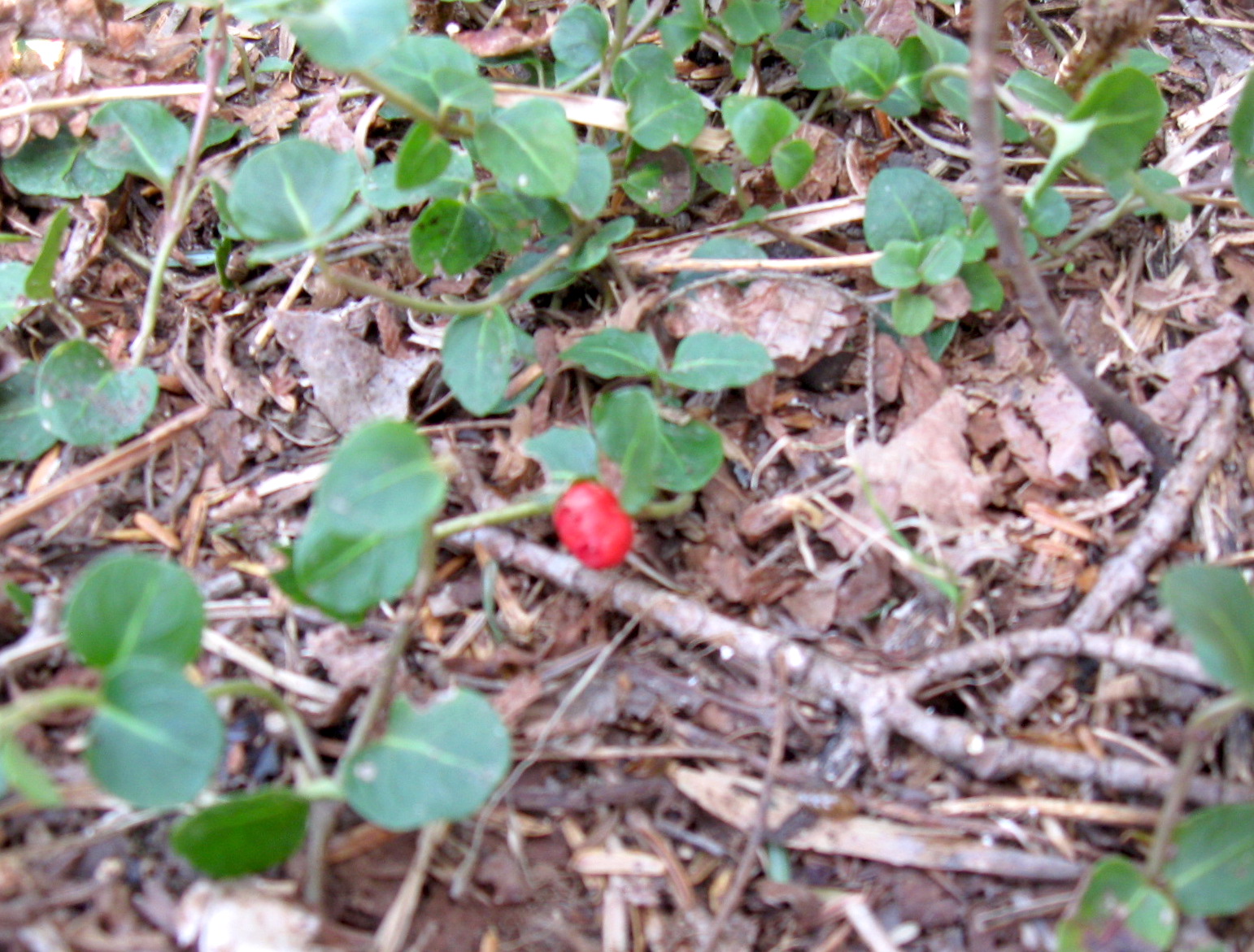 Teaberries in Winter