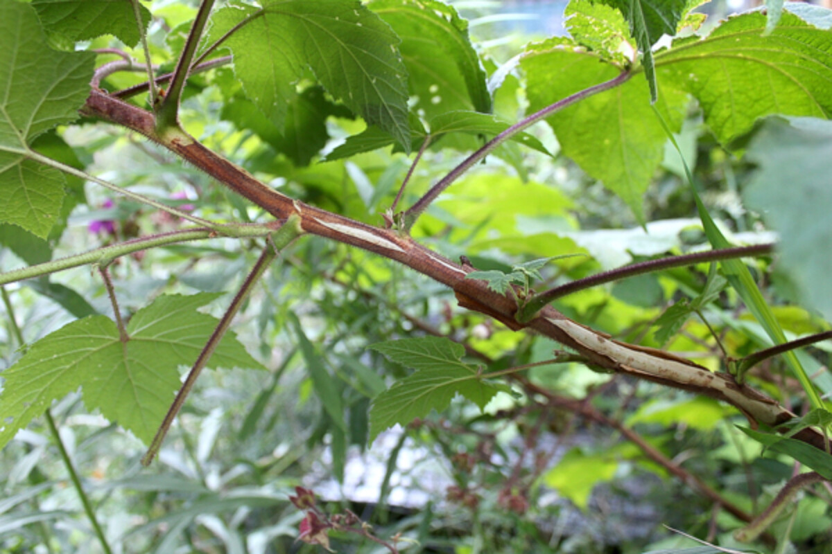 thimbleberry cane