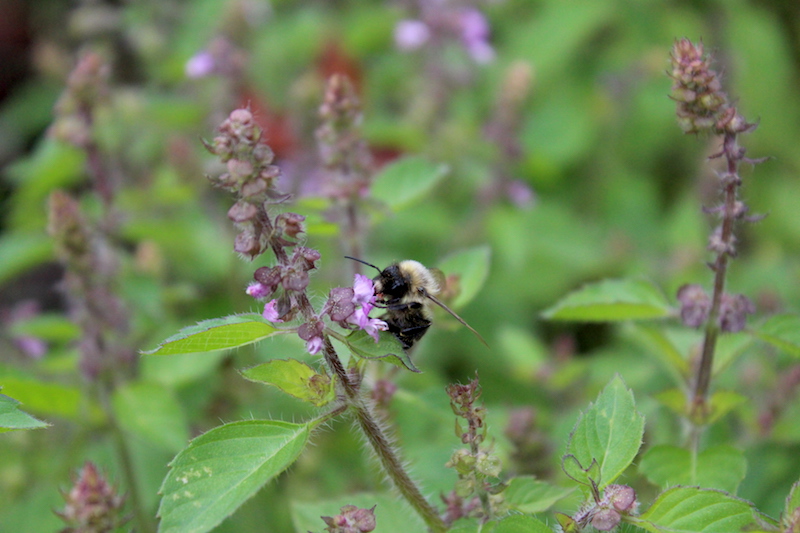 Tulsi pollinator bumblebee