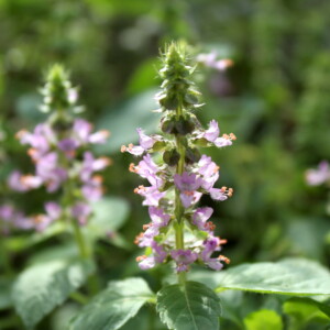Homegrown Tulsi Flowering Indoors