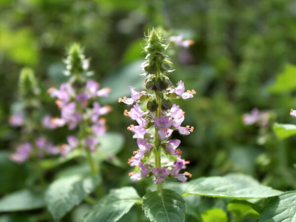 Homegrown Tulsi Flowering Indoors