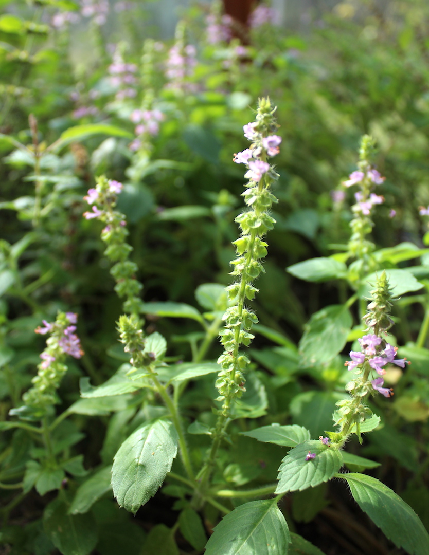 how-to-grow-tulsi-indoors-or-outside