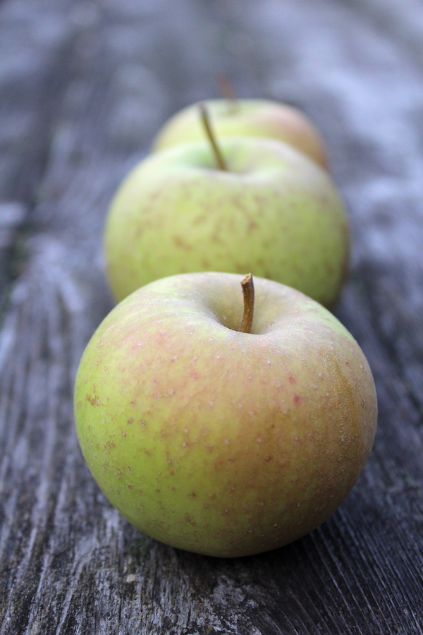 Tydemans Late Orange Storage Apple