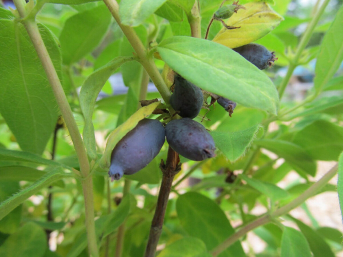 growing honeyberries