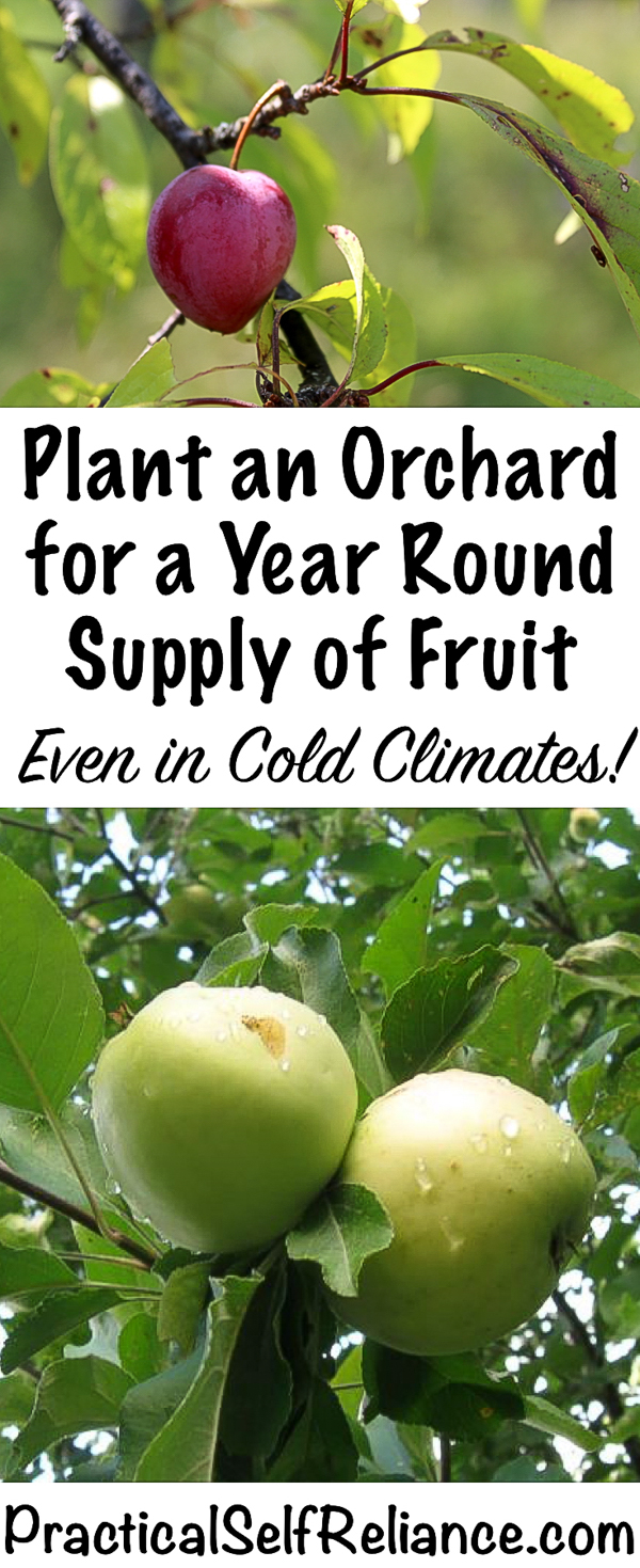 How to Plant an Orchard for a Year Round Supply of Fruit ~ Even in Cold Climates ~ Zone 4 Orchard #growingfruit #fruittrees #permaculture #howtogrow #orchard #homesteading #growingfood #trees #gardening #perennial #selfsufficiency #gardeningtips
