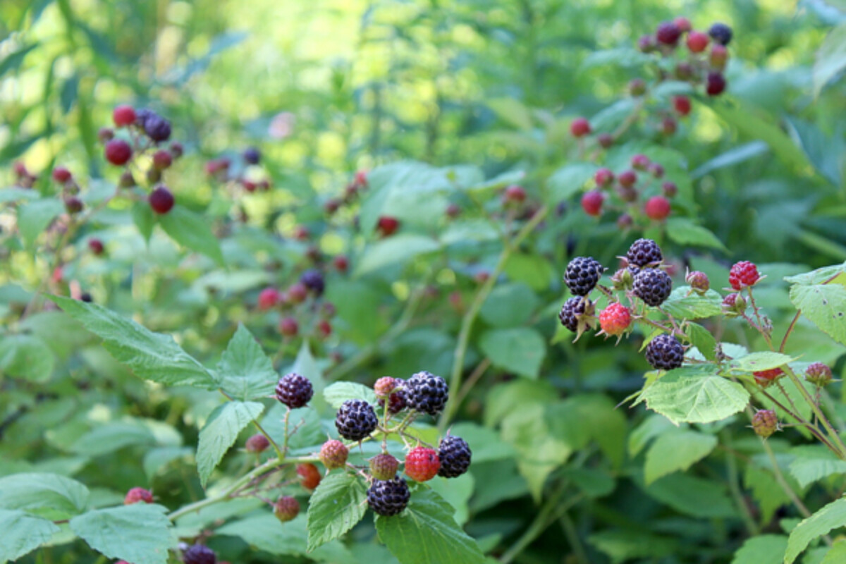 black raspberries