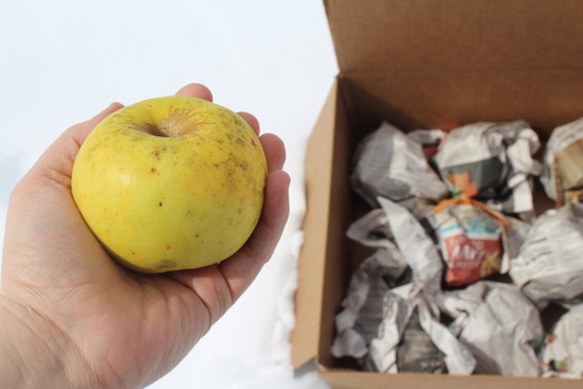 root cellar apples in spring
