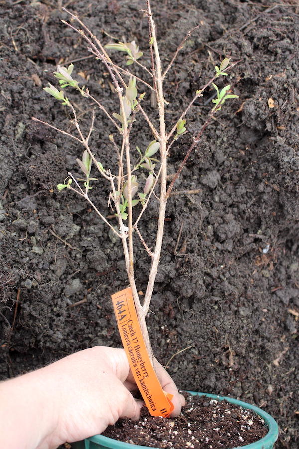 Young honeyberry plant in a pot, ready for planting.