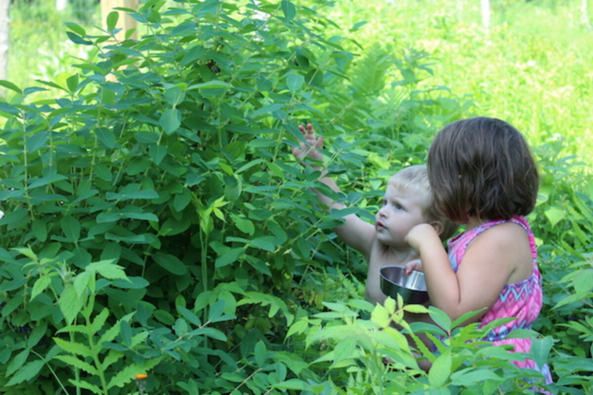 Two children harvesting honeyberries