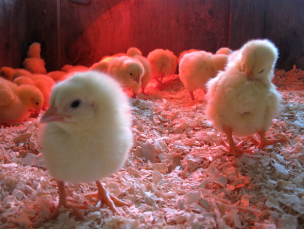 Raising chickens without electricity